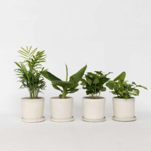 Set de 4 plantes d'intérieur