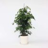 Ficus Benjamina 'Danielle'
