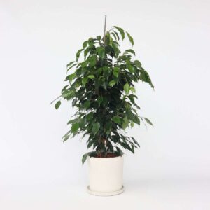Ficus Benjamina 'Danielle'