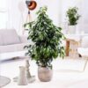 Ficus Benjamina 'Danielle' – Image 2