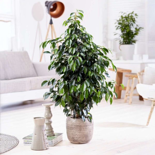 Ficus Benjamina 'Danielle' – Image 2