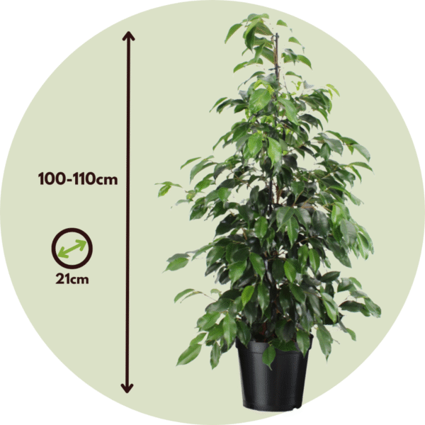 Ficus Benjamina 'Danielle' – Image 3