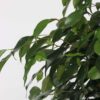 Ficus Benjamina 'Danielle' – Image 4