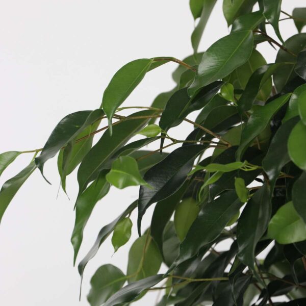 Ficus Benjamina 'Danielle' – Image 4