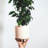 Ficus Benjamina 'Danielle' – Image 5