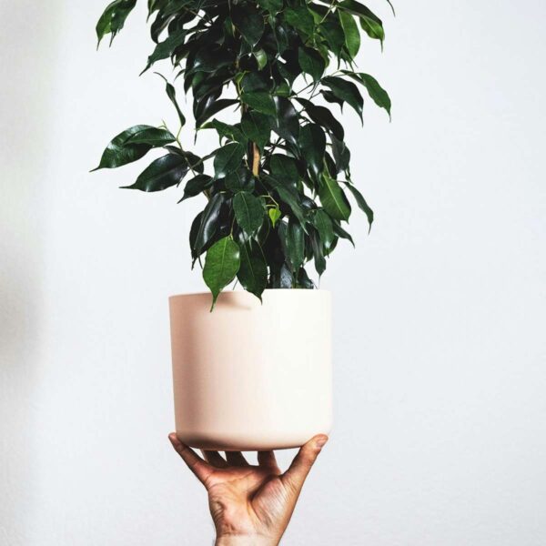Ficus Benjamina 'Danielle' – Image 5