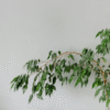 Ficus Benjamina 'Danielle' – Image 6