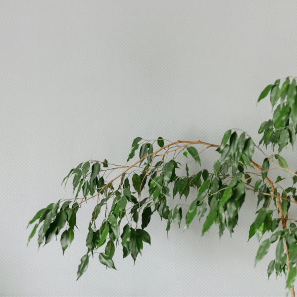 Ficus Benjamina 'Danielle' – Image 6