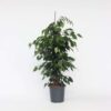 Ficus Benjamina 'Danielle' – Image 7