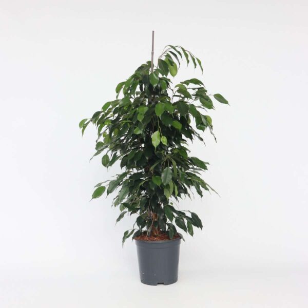 Ficus Benjamina 'Danielle' – Image 7