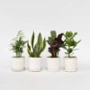 Set de 4 plantes faciles - Mix de 4 ⬆️ 30cm