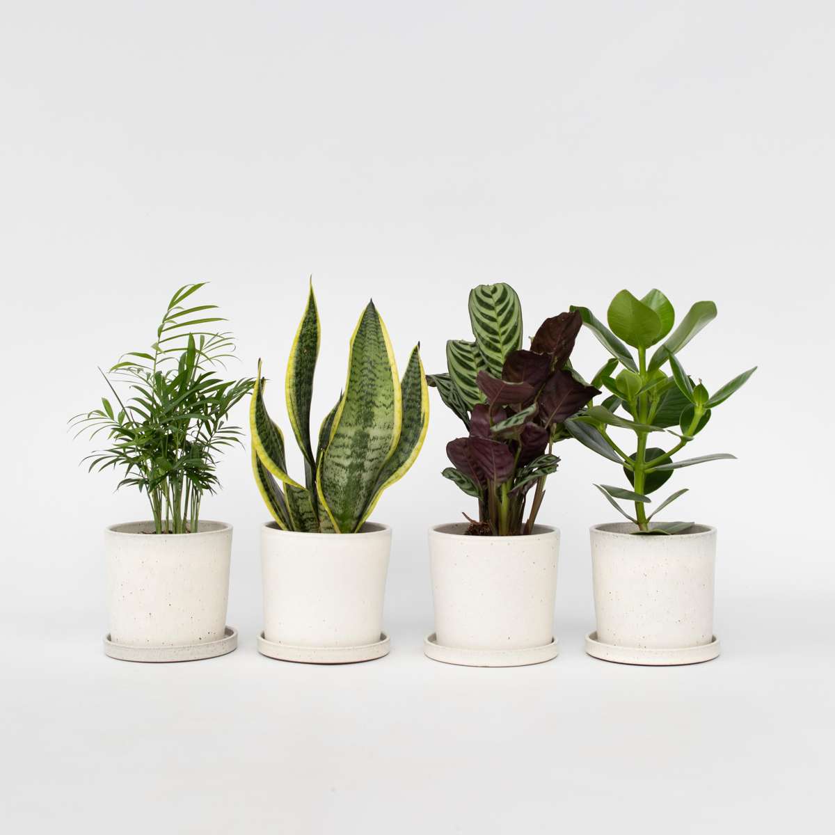 Set de 4 plantes faciles - Mix de 4 ⬆️ 30cm