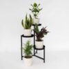 Set de 4 plantes faciles - Mix de 4 ⬆️ 30cm – Image 2