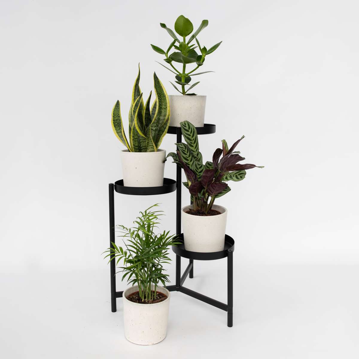 Set de 4 plantes faciles - Mix de 4 ⬆️ 30cm – Image 2