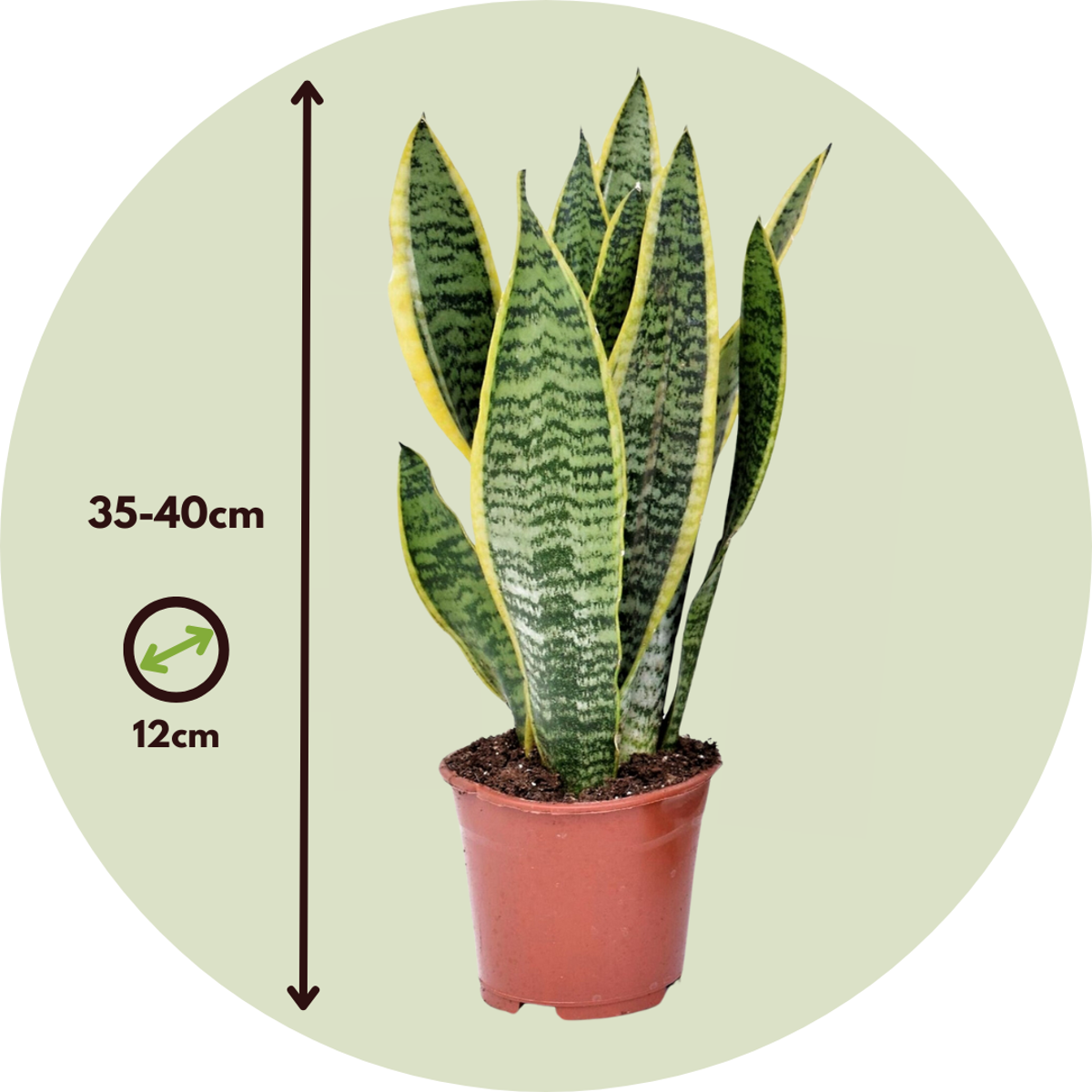 Set de 4 plantes faciles - Mix de 4 ⬆️ 30cm – Image 3