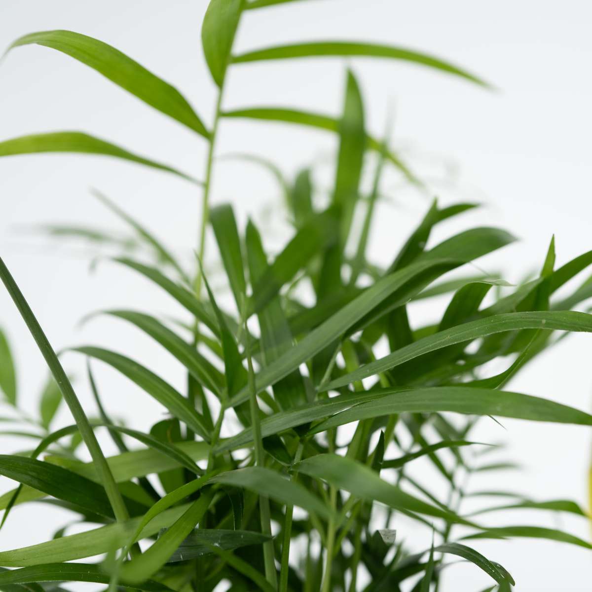 Set de 4 plantes faciles - Mix de 4 ⬆️ 30cm – Image 4