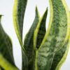 Set de 4 plantes faciles - Mix de 4 ⬆️ 30cm – Image 5