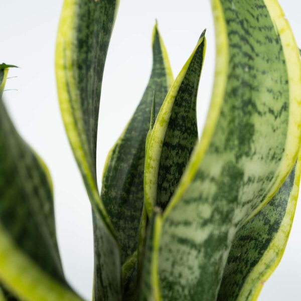 Set de 4 plantes faciles - Mix de 4 ⬆️ 30cm – Image 5