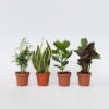 Set de 4 plantes faciles - Mix de 4 ⬆️ 30cm – Image 6