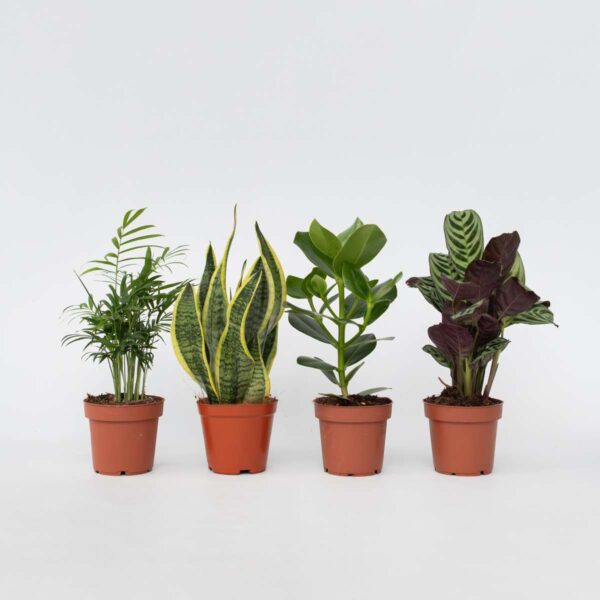 Set de 4 plantes faciles - Mix de 4 ⬆️ 30cm – Image 6