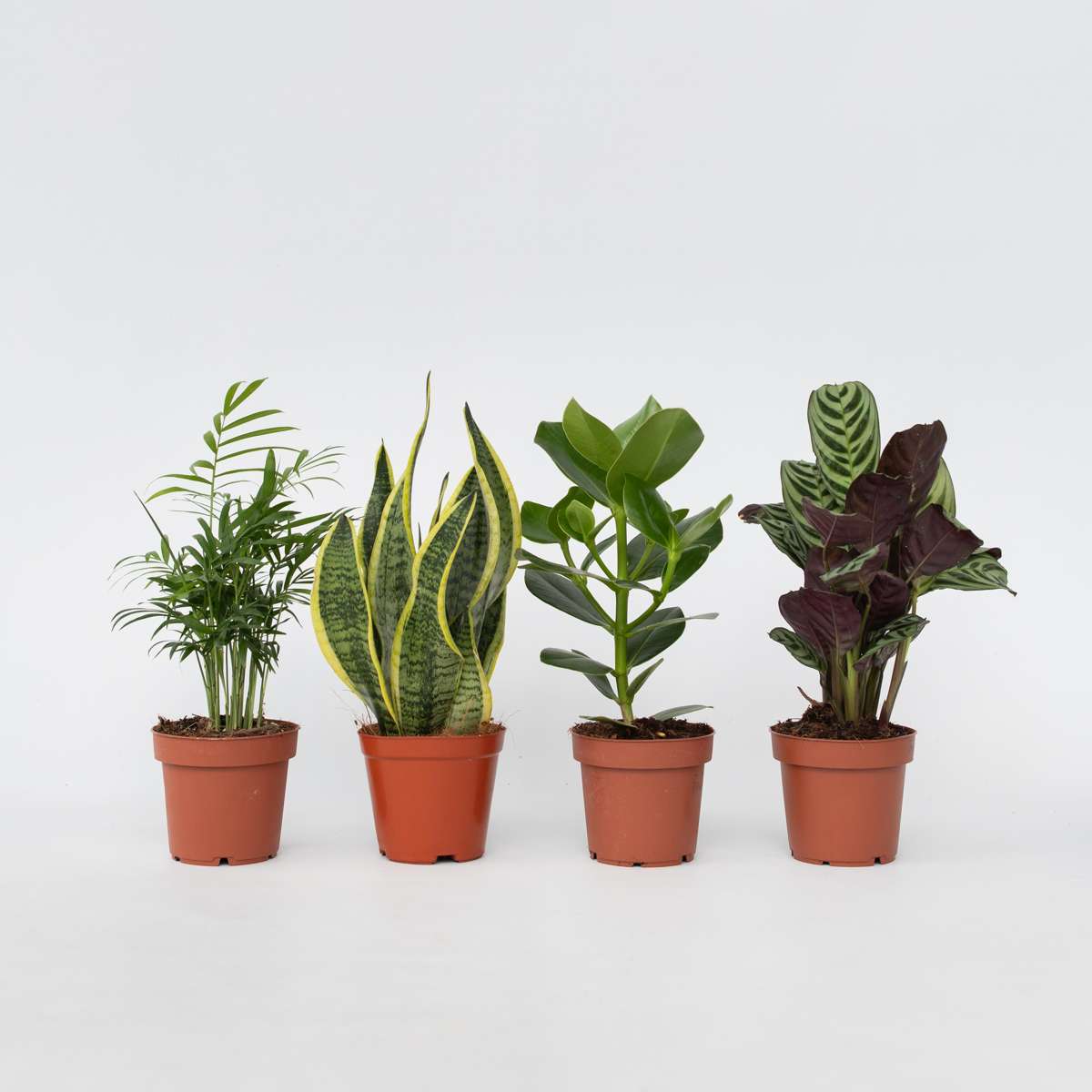 Set de 4 plantes faciles - Mix de 4 ⬆️ 30cm – Image 6