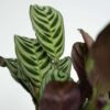 Set de 4 plantes faciles - Mix de 4 ⬆️ 30cm – Image 7