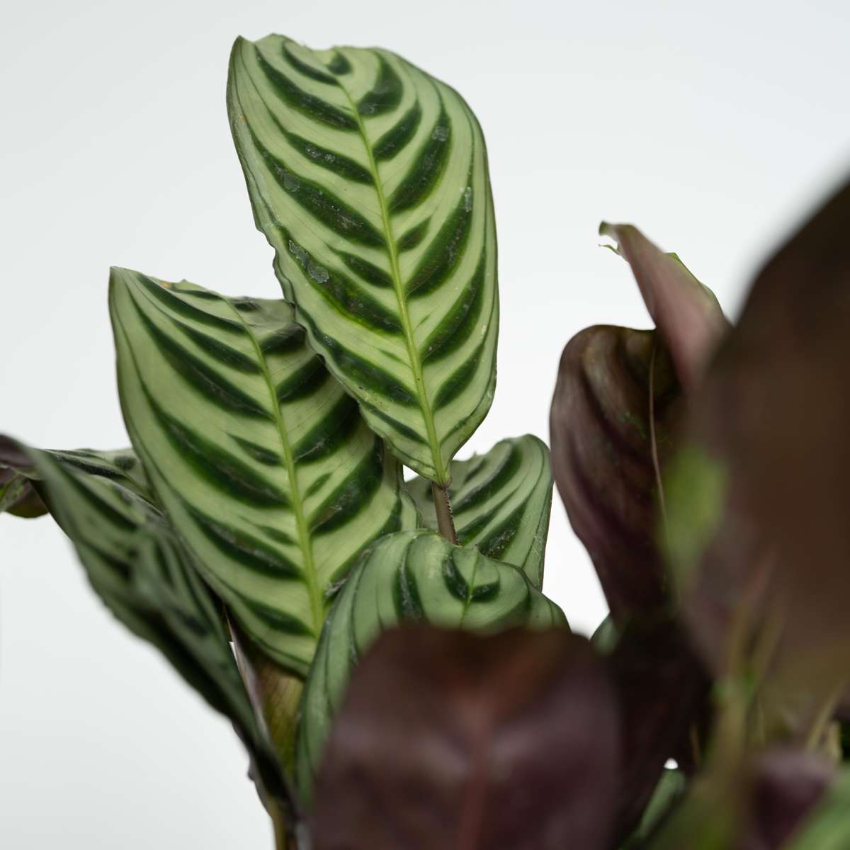 Set de 4 plantes faciles - Mix de 4 ⬆️ 30cm – Image 7