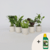 Plantes purificatrices d'air - Mix de 5  - Avec engrais gratuit