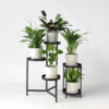 Plantes purificatrices d'air - Mix de 5  - Avec engrais gratuit – Image 2