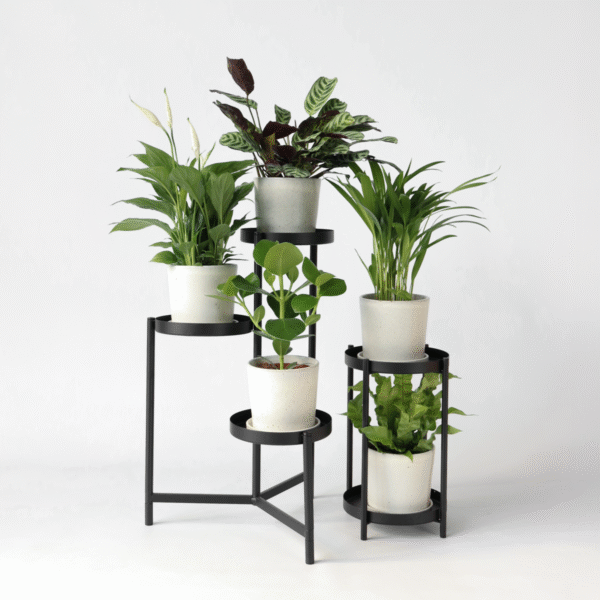 Plantes purificatrices d'air - Mix de 5  - Avec engrais gratuit – Image 2