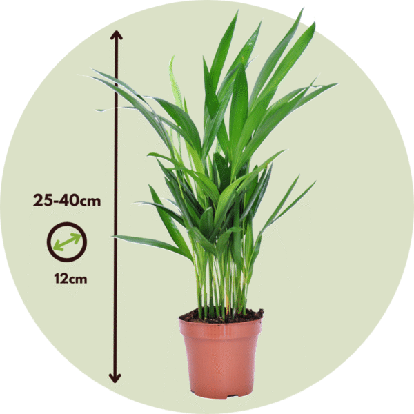 Plantes purificatrices d'air - Mix de 5  - Avec engrais gratuit – Image 3