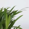 Plantes purificatrices d'air - Mix de 5  - Avec engrais gratuit – Image 4