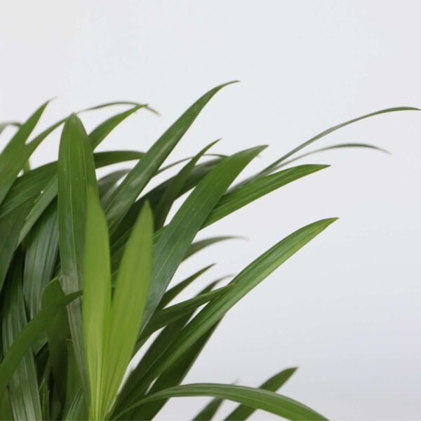 Plantes purificatrices d'air - Mix de 5  - Avec engrais gratuit – Image 4