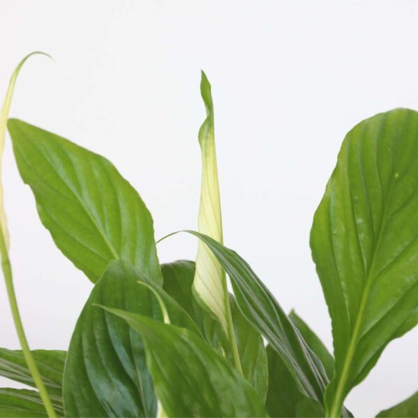 Plantes purificatrices d'air - Mix de 5  - Avec engrais gratuit – Image 6
