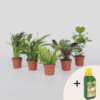 Plantes purificatrices d'air - Mix de 5  - Avec engrais gratuit – Image 7