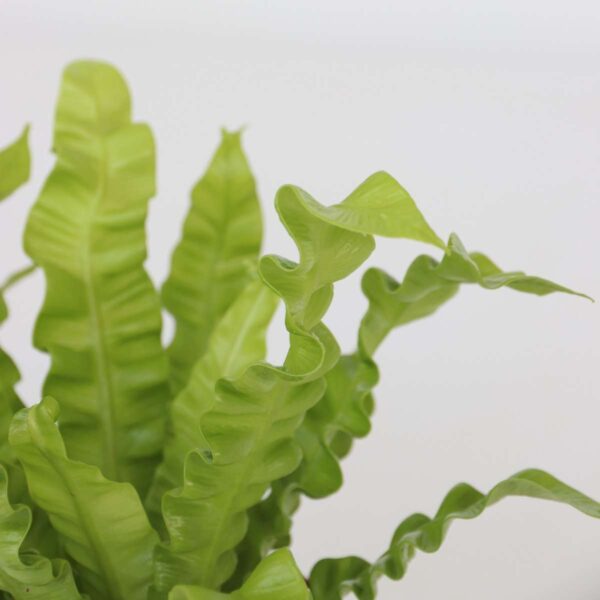 Plantes purificatrices d'air - Mix de 5  - Avec engrais gratuit – Image 8