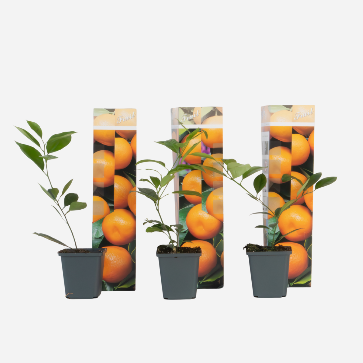 Citrus Mitis – 3 Stuks – Sinaasappelboom Met Plantenvoeding