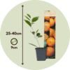 Citrus Mitis - 3 Pièces - Oranger avec engrais – Image 3
