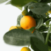 Citrus Mitis - 3 Pièces - Oranger avec engrais – Image 4
