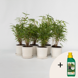 Fargesia Rufa - Set de 6 - Bambou - Avec nutriments pour plantes