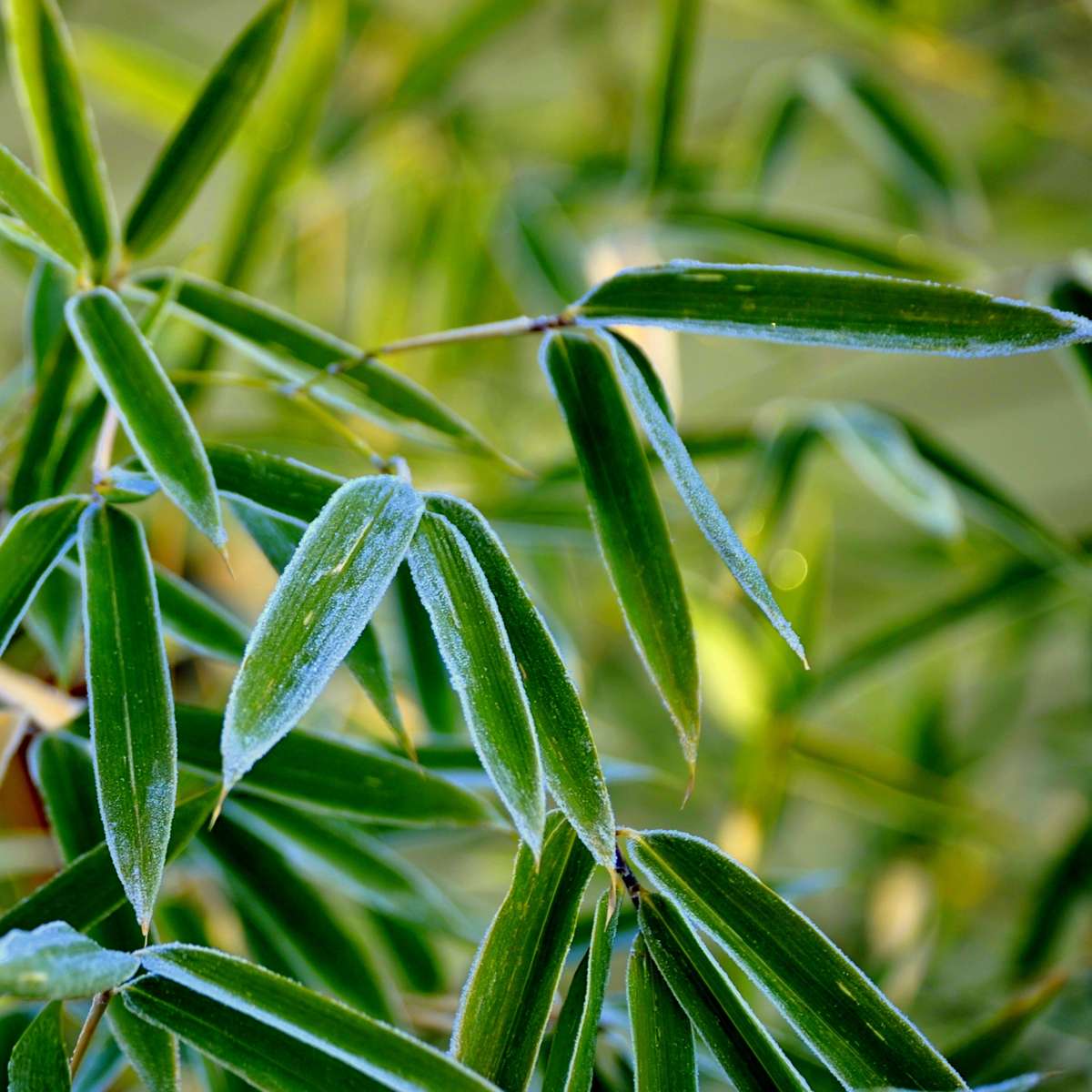 Fargesia Rufa - Set de 6 - Bambou - Avec nutriments pour plantes – Image 5