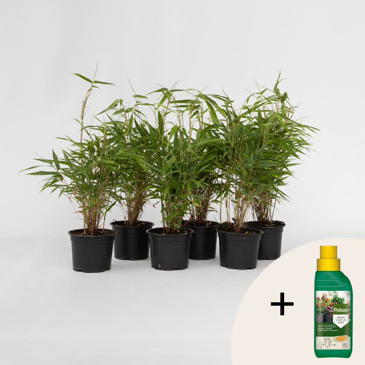 Fargesia Rufa - Set de 6 - Bambou - Avec nutriments pour plantes – Image 6