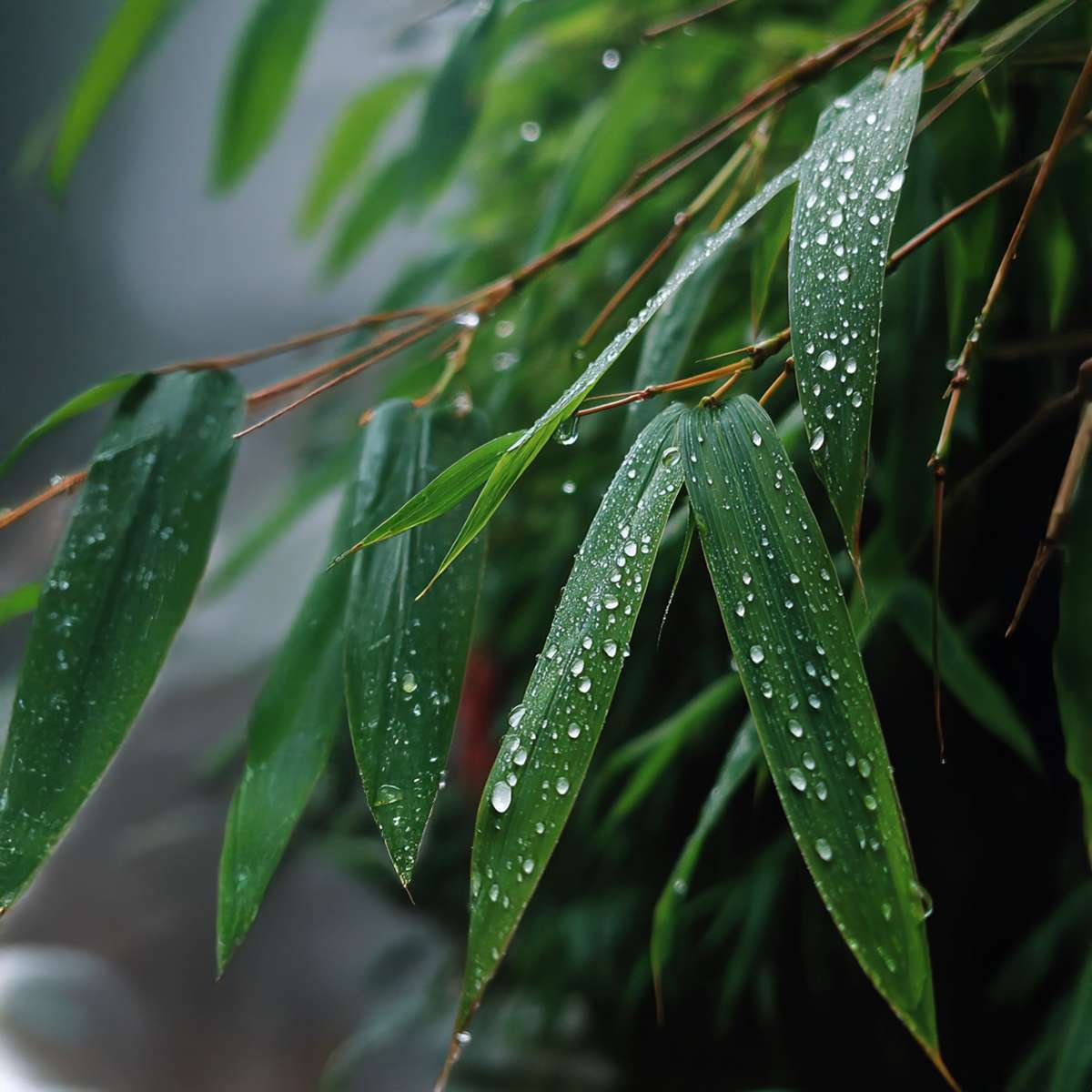 Fargesia Rufa - Set de 6 - Bambou - Avec nutriments pour plantes – Image 7