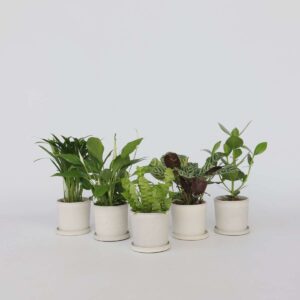 Set de 5 plantes d'intérieur facile