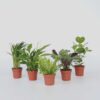 Set de 5 plantes d'intérieur facile – Image 7