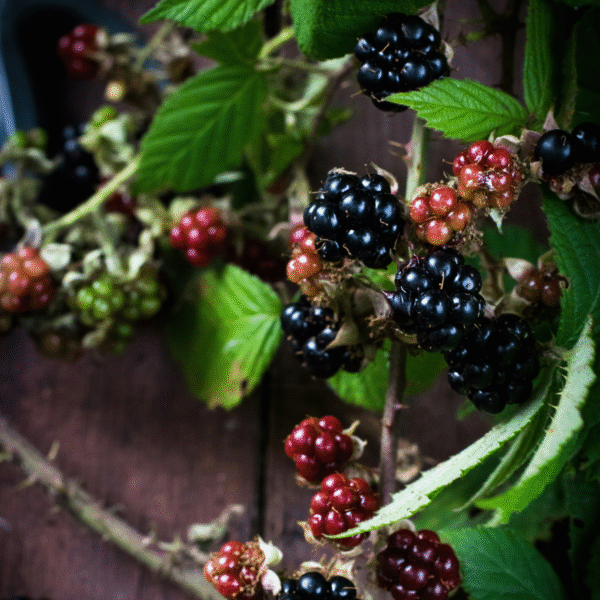 Rubus Thornless - 3 pièces - Plant de mûres – Image 5