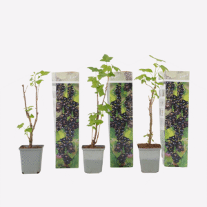 Ribes Nigrum - Set de 3 - Baies noires