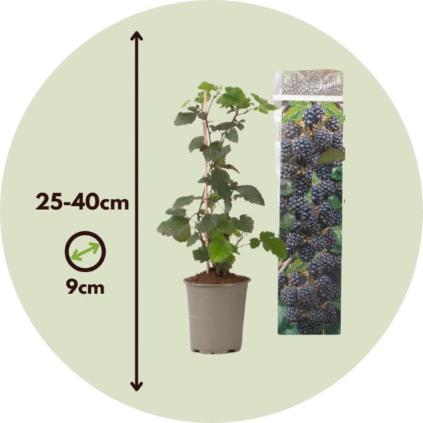 Ribes Nigrum - Set de 3 - Baies noires – Image 3