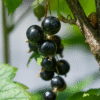 Ribes Nigrum - Set de 3 - Baies noires – Image 4