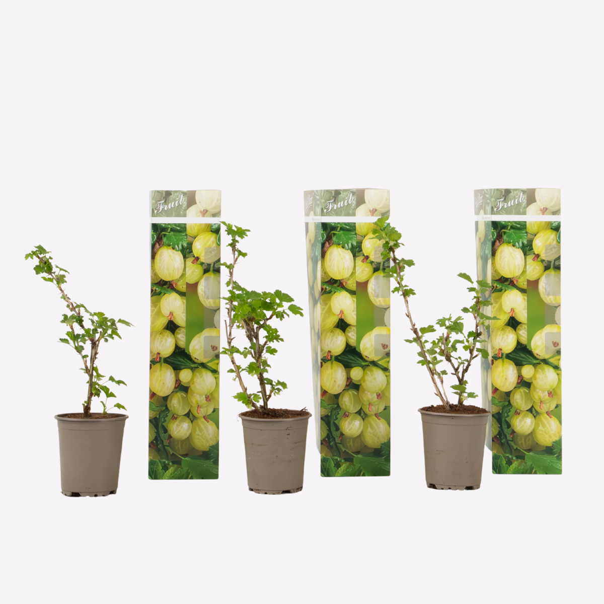 Ribes Uva- Crispa – Set Van 3 – Kruisbes